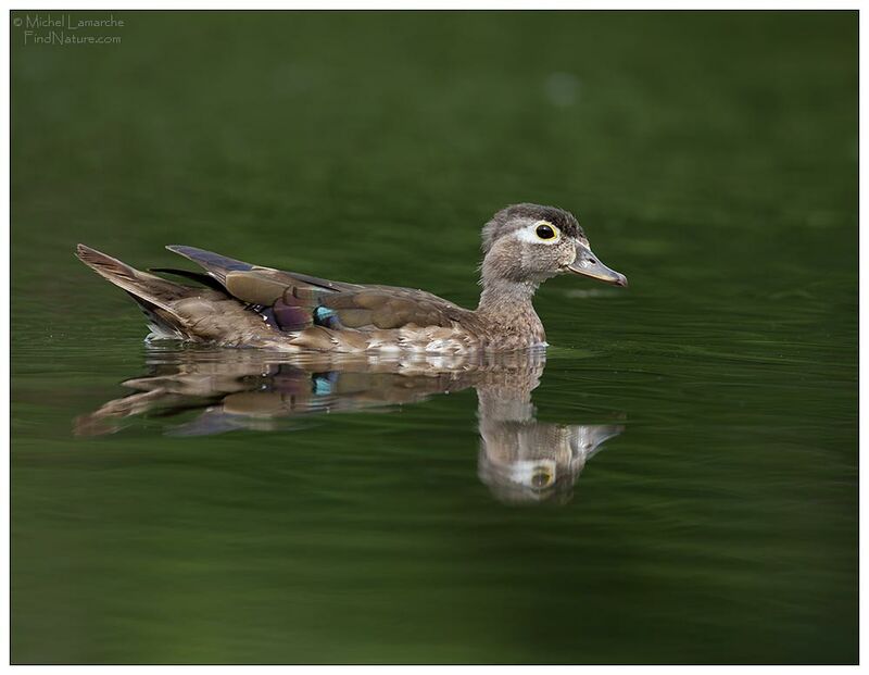 Wood Duck female adult