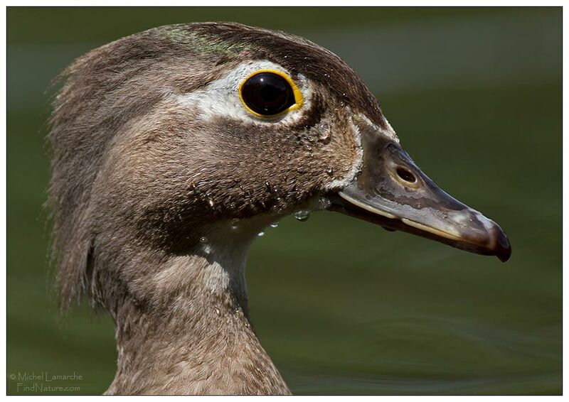 Canard carolin femelle adulte