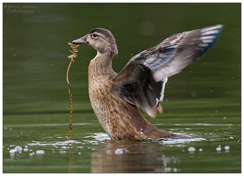 Wood Duckimmature