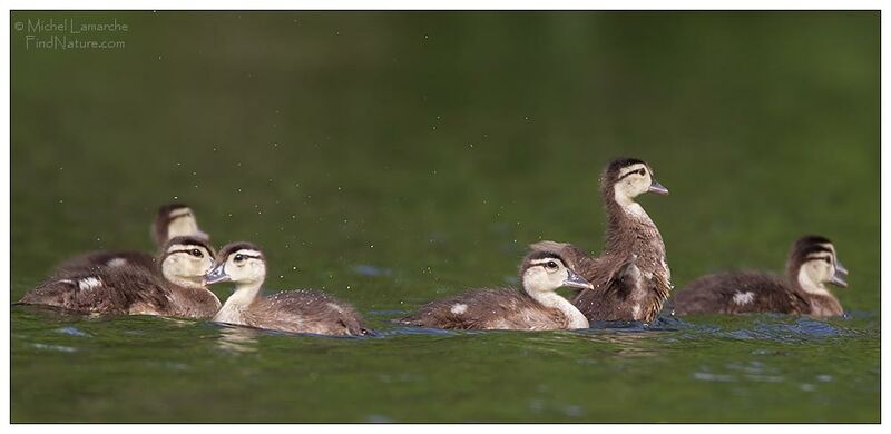 Wood Duckjuvenile