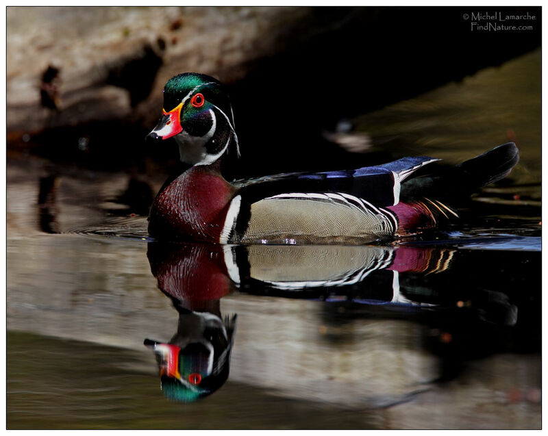 Canard carolin mâle adulte