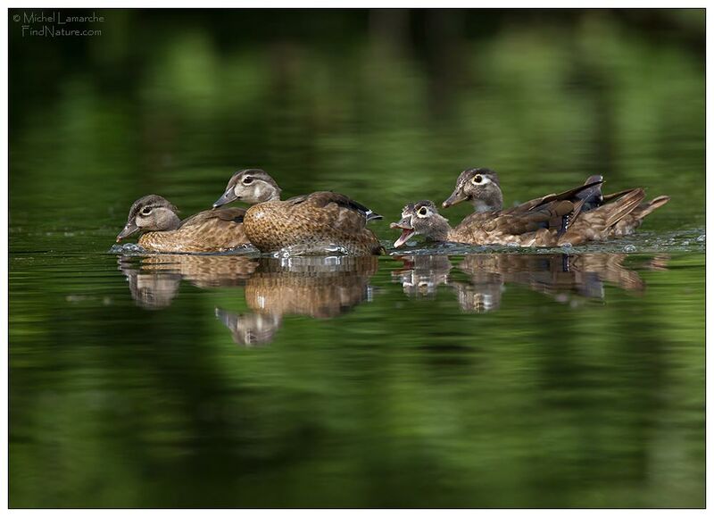 Wood Duckimmature