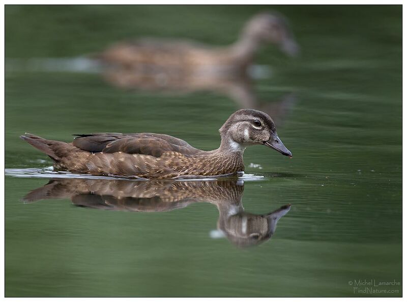 Canard carolin mâle immature