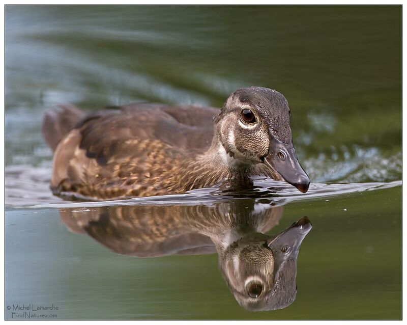 Wood Duck male immature