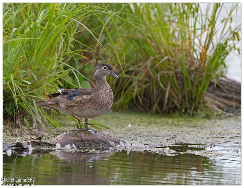 Canard carolin femelle adulte, habitat, pigmentation