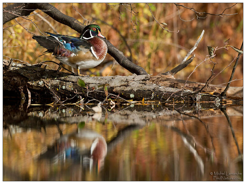 Canard carolin mâle adulte