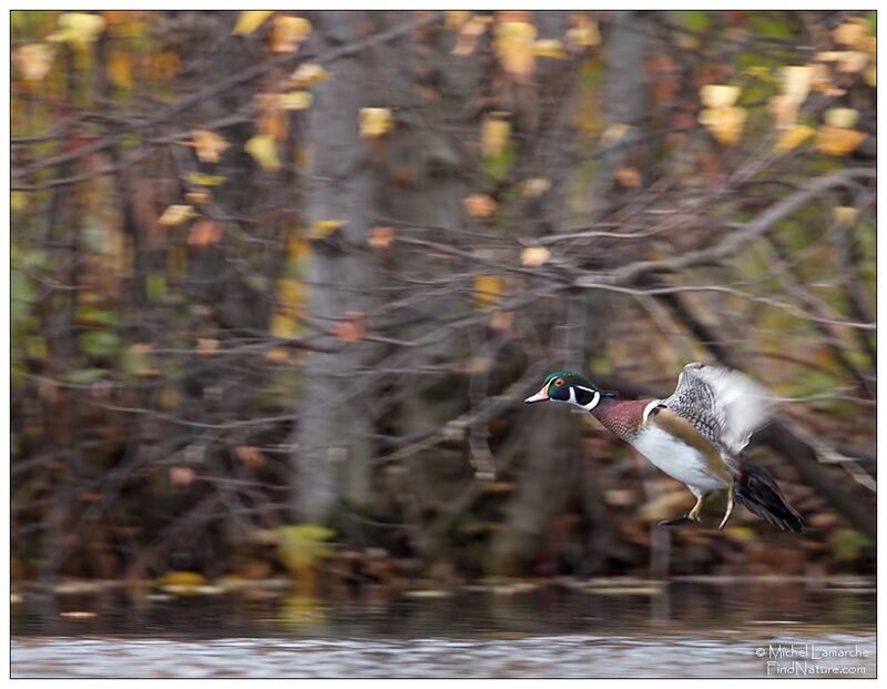 Wood Duck male adult, Flight