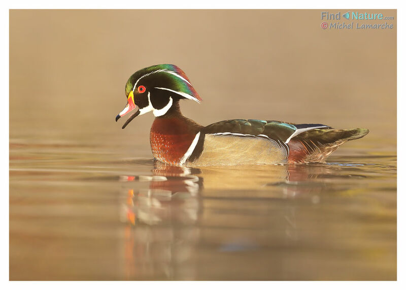 Wood Duck