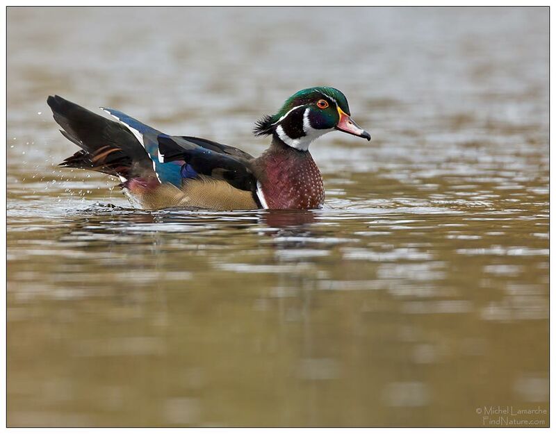 Wood Duck male adult