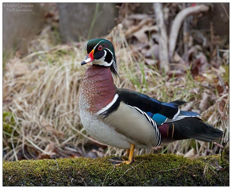 Canard carolin mâle adulte