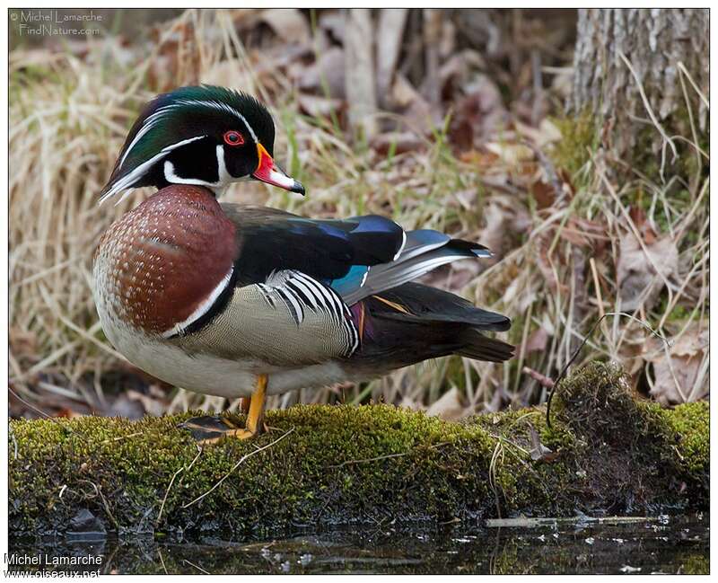 Canard carolin mâle adulte nuptial, identification