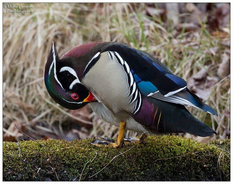 Canard carolin mâle adulte