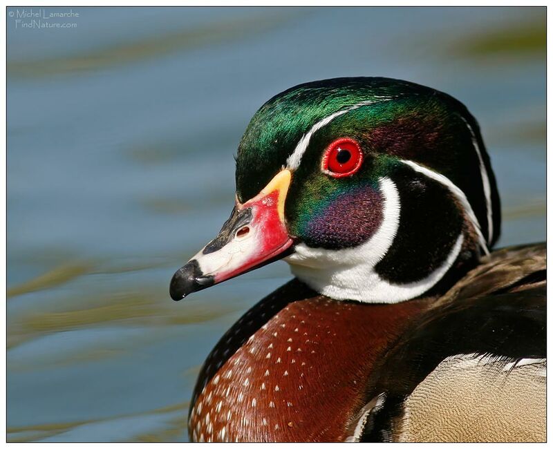 Canard carolin mâle adulte