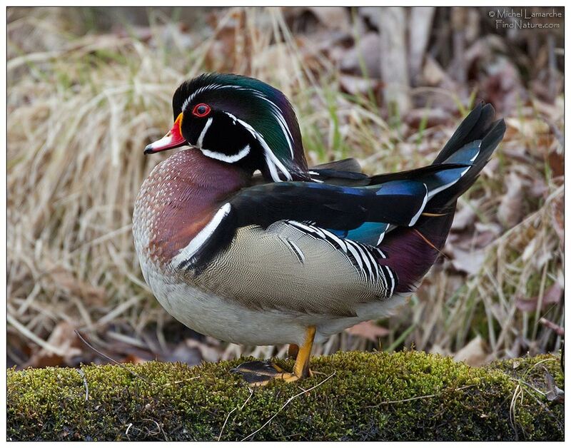 Canard carolin mâle adulte