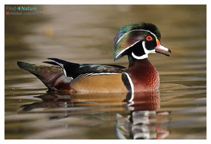 Wood Duck