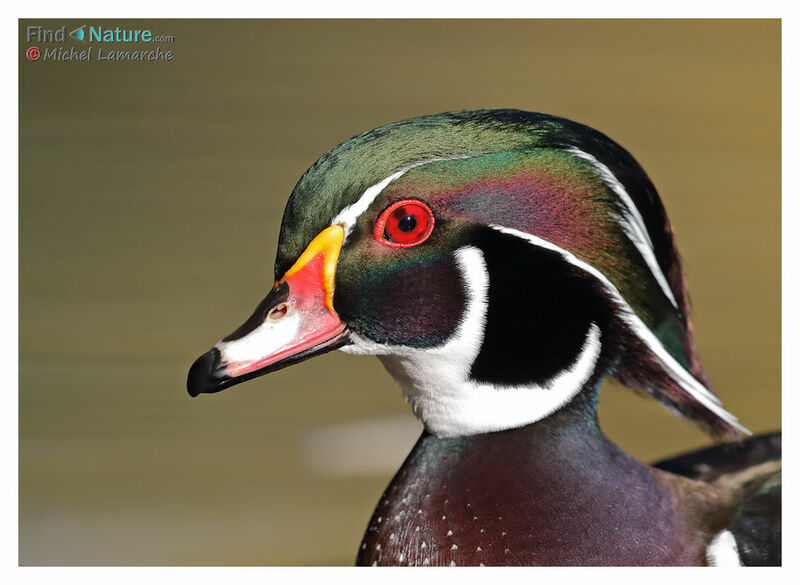 Wood Duck