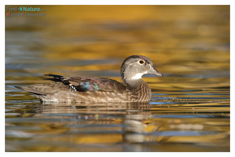 Canard carolin