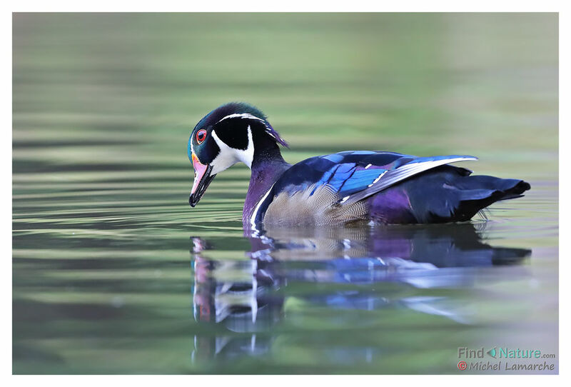 Canard carolin