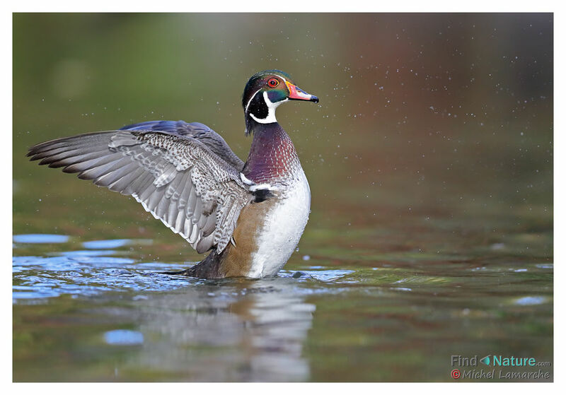 Wood Duck