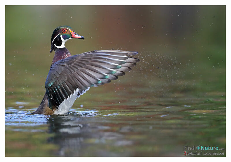 Canard carolin