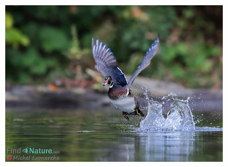 Wood Duck