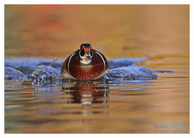 Wood Duck