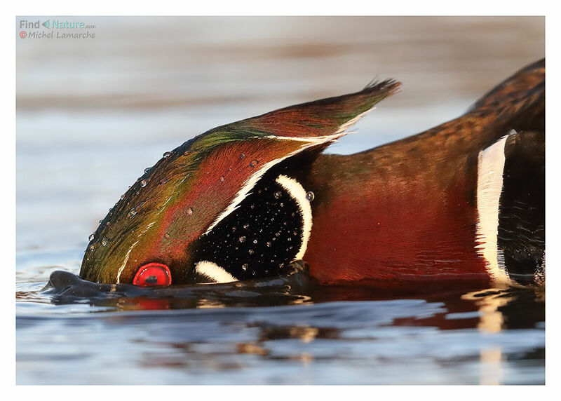 Wood Duck