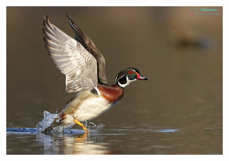 Canard carolin mâle adulte nuptial, Vol