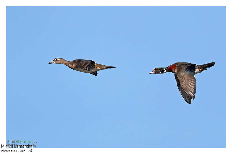 Wood Duck male adult, Flight