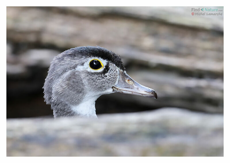 Wood Duck female