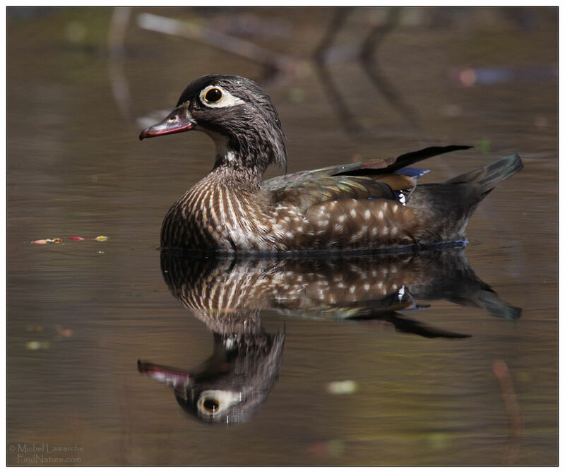 Canard carolin femelle adulte