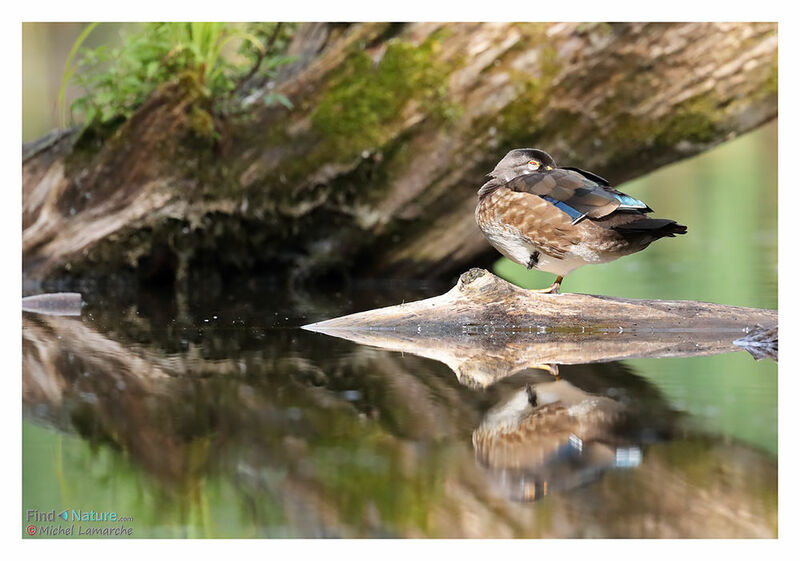 Canard carolin femelle