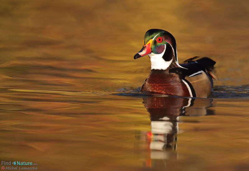 Canard carolin mâle adulte