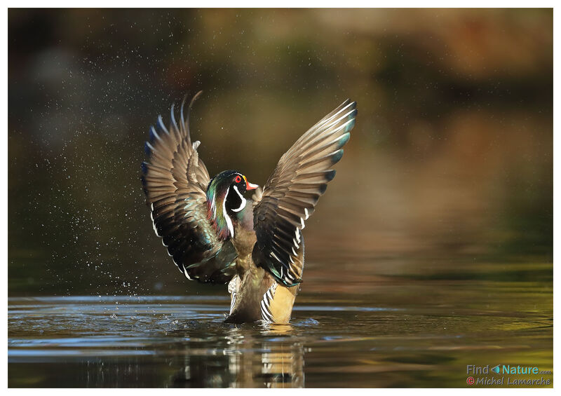 Wood Duck male adult