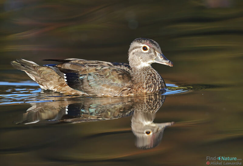 Wood Duck female adult