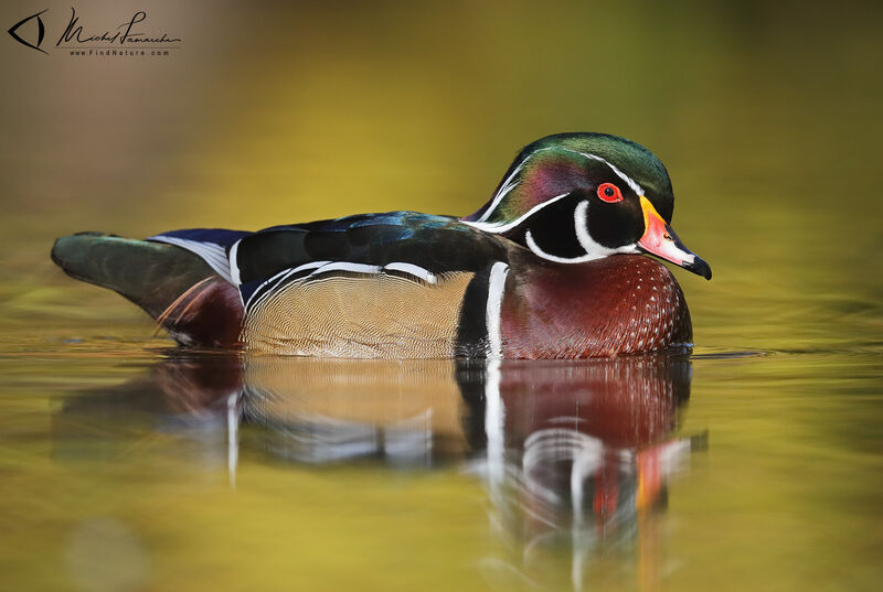 Canard carolin mâle adulte nuptial