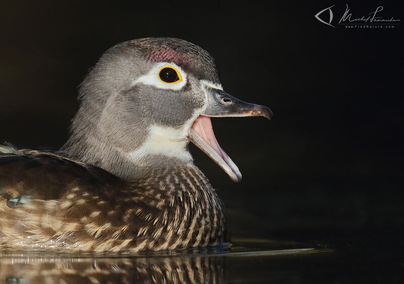 Wood Duck female adult