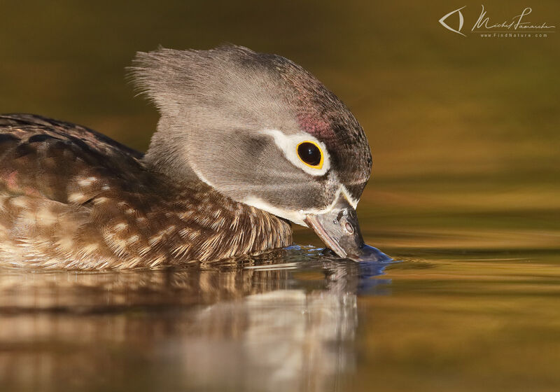 Canard carolin femelle adulte