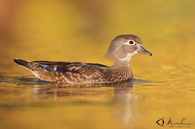 Canard carolin femelle adulte