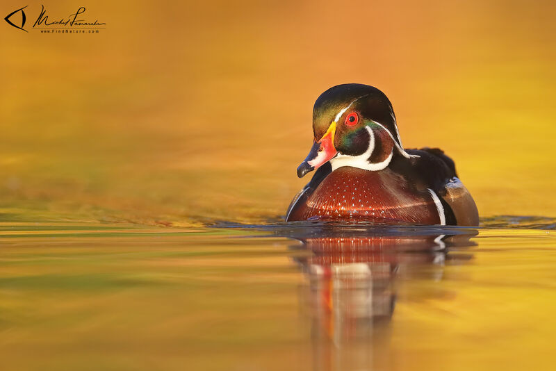 Canard carolin mâle adulte nuptial