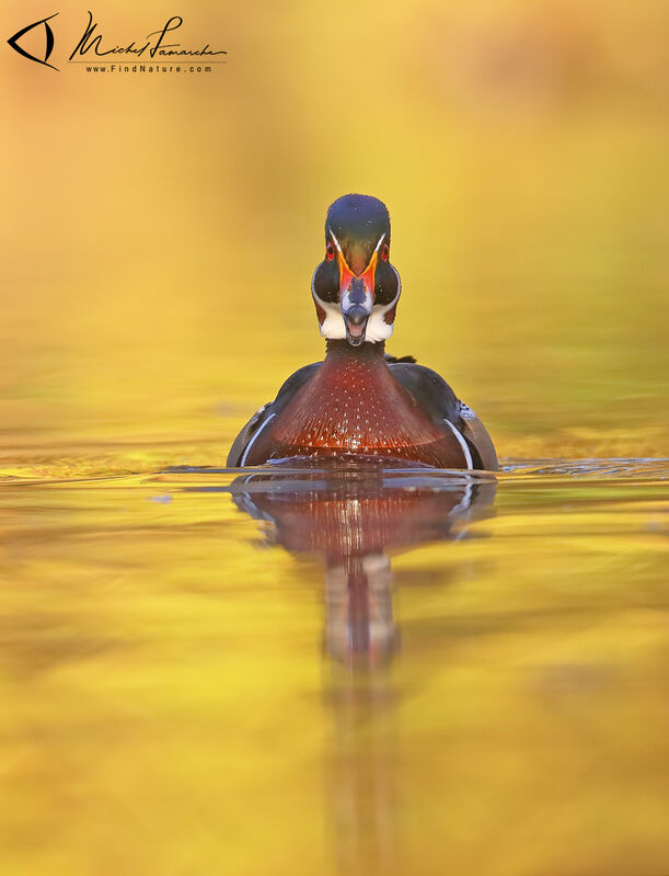 Wood Duck male adult breeding