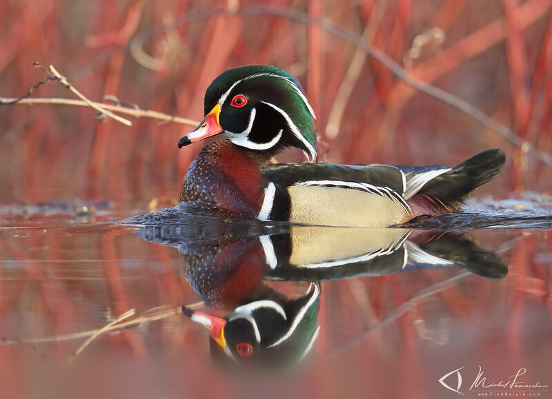 Canard carolin mâle adulte nuptial