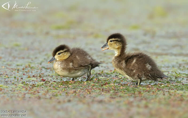 Canard carolinPoussin, identification