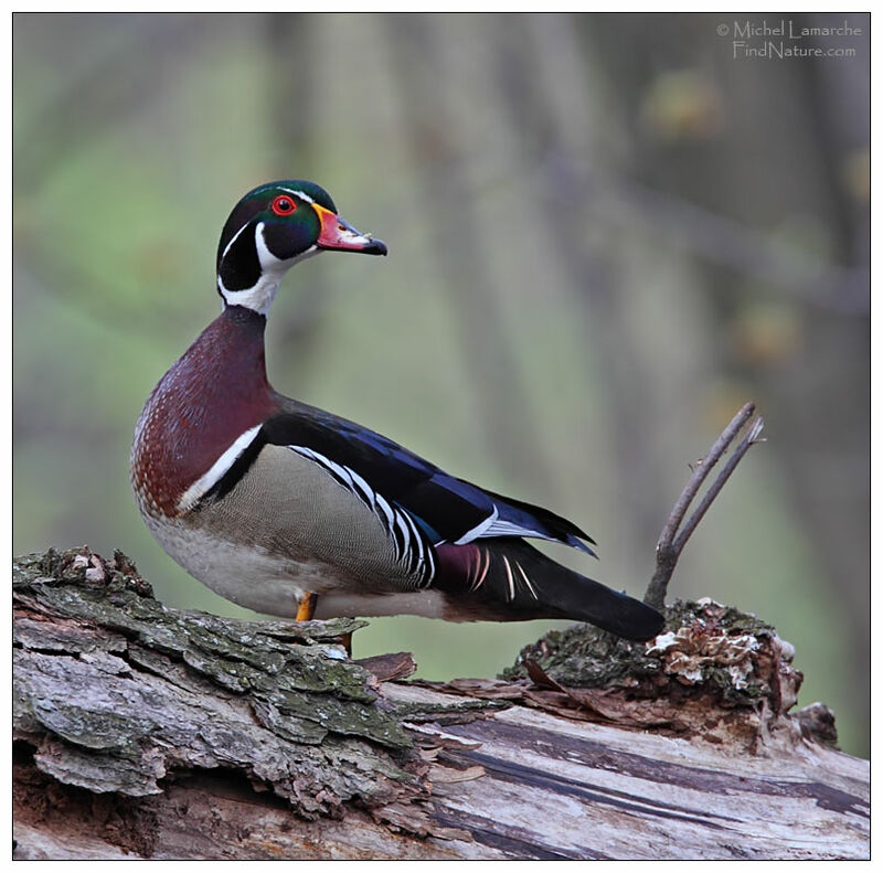 Canard carolin mâle adulte