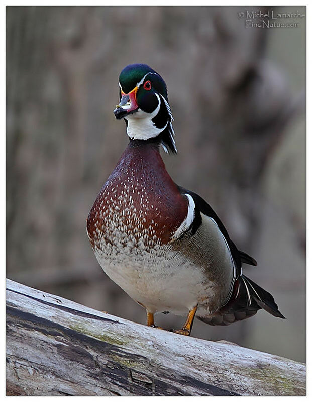 Canard carolin mâle adulte