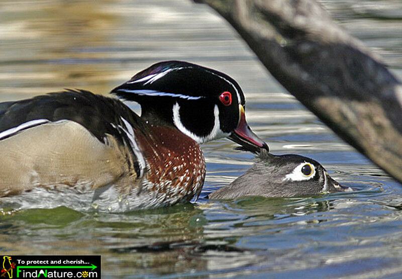 Canard carolin adulte