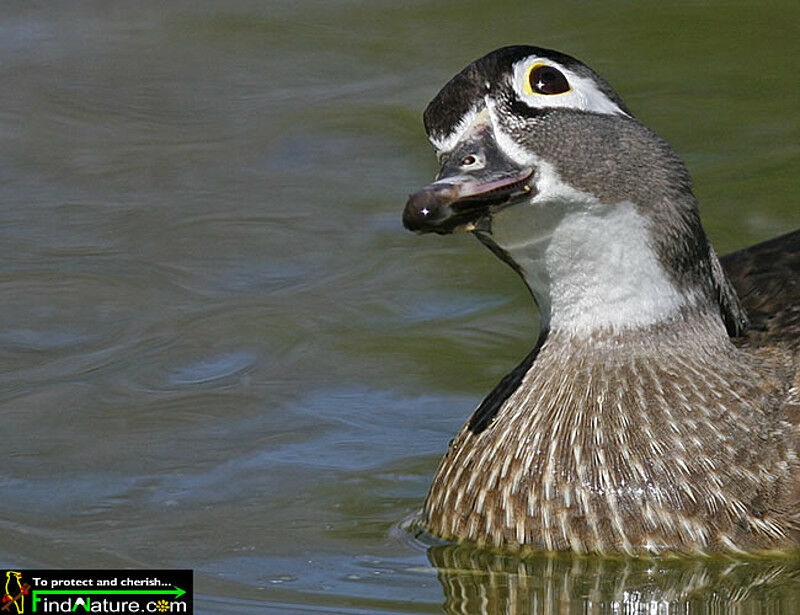 Canard carolin femelle adulte