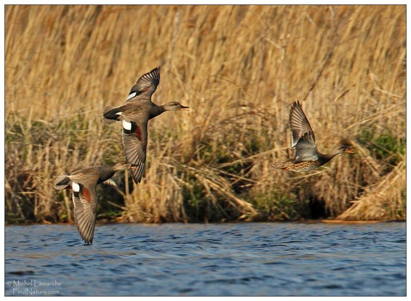 Gadwall adult, Flight