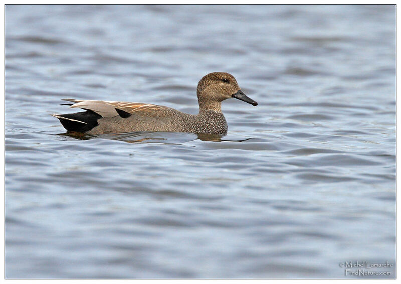 Gadwall male adult