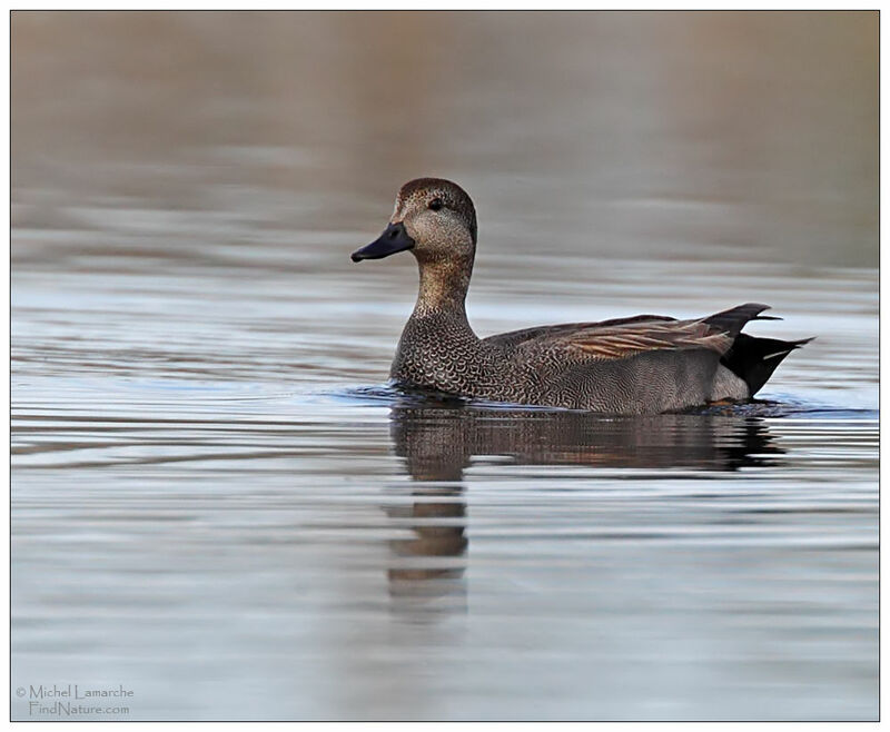 Gadwall male adult